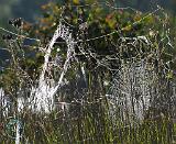 Spider webs 9R030D-012